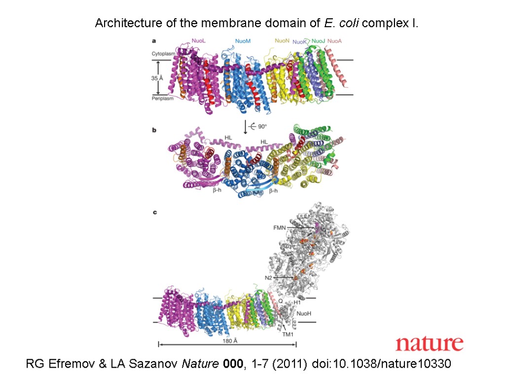 RG Efremov & LA Sazanov Nature 000, 1-7 (2011) doi:10.1038/nature10330 Architecture of the membrane